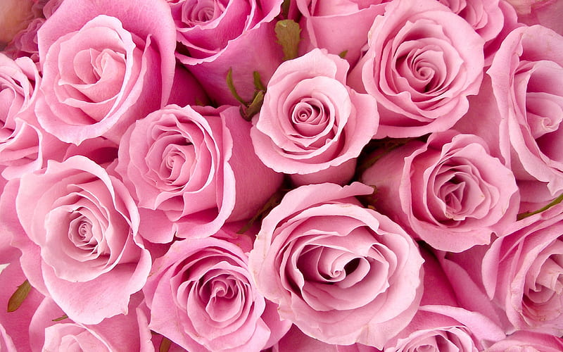 Pretty roses, pretty, monochromatic, bunch, flowers, nature, roses, pink, HD wallpaper