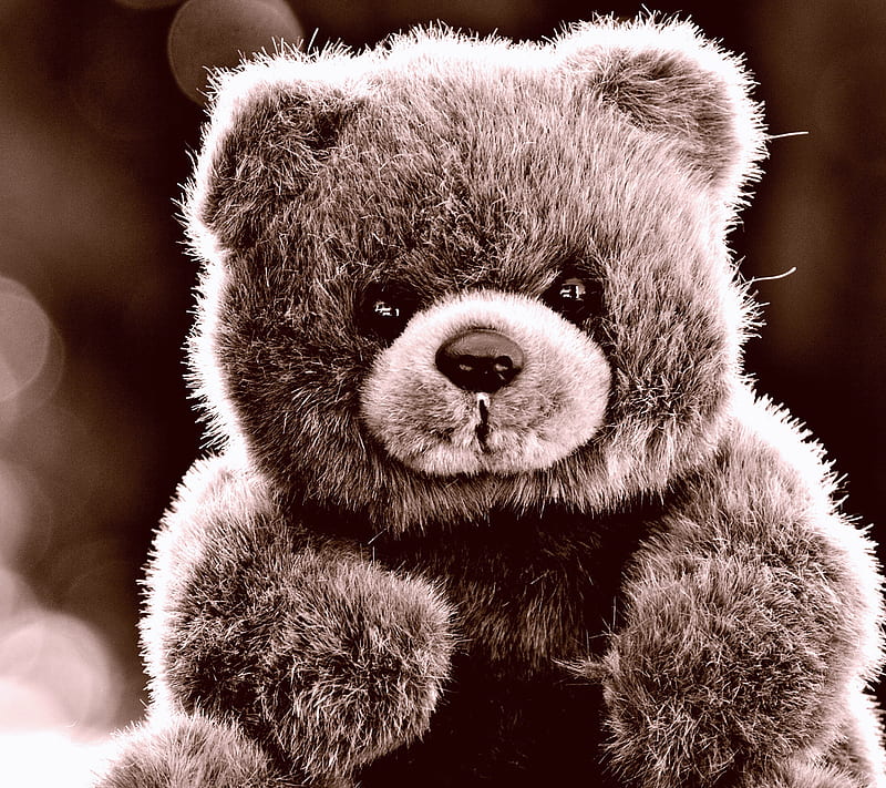Bear, animal, stuffed, teddy, toy, HD wallpaper
