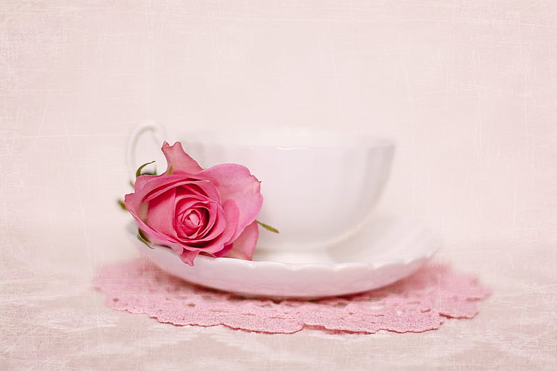 Have a sweet moment, rose, flower, cup, white, tea, pink, trandafir, HD wallpaper