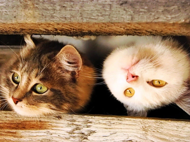 Spring never comes?, kittens, spring, cute, two looking, cats, friends, animals, HD wallpaper
