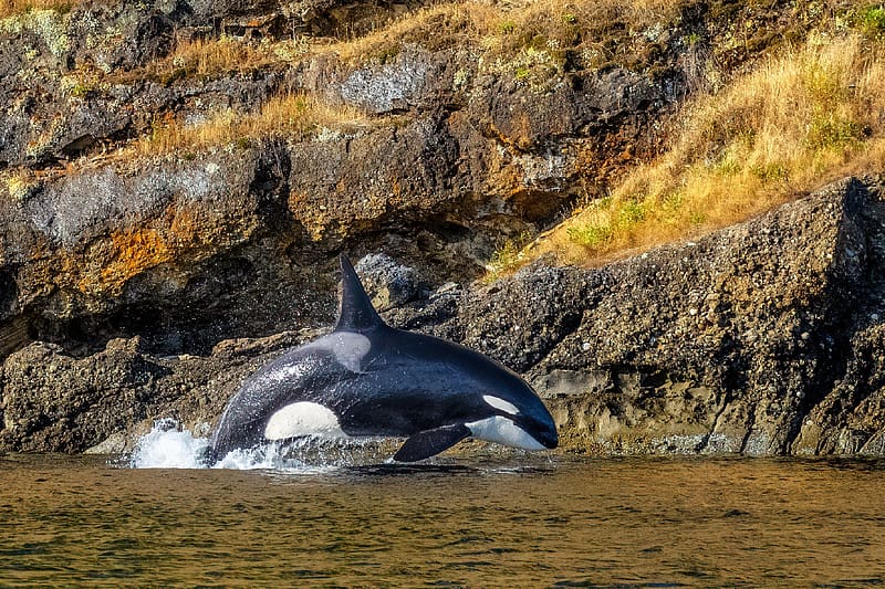 Orca Whale Sighting in Puget Sound, Washington, whale, orca, nature, usa, HD wallpaper