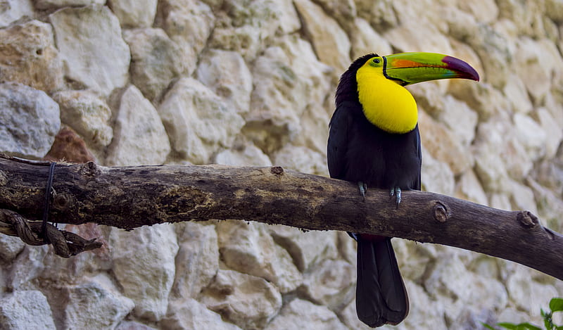 toucan, bird, beak, branch, tail, HD wallpaper