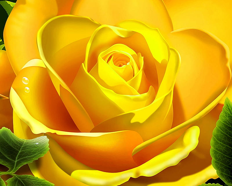 Yellow Rose, HD wallpaper