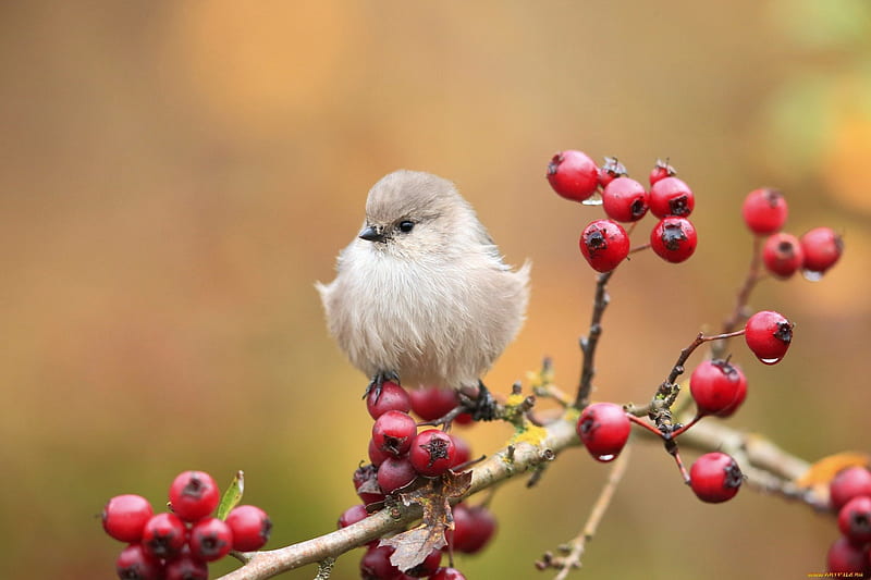 Cute bird on branch, red, pretty, lovely, fluffy, bonito, adorable, sweet, cute, nice, bird, berries, nature, sparrow, HD wallpaper