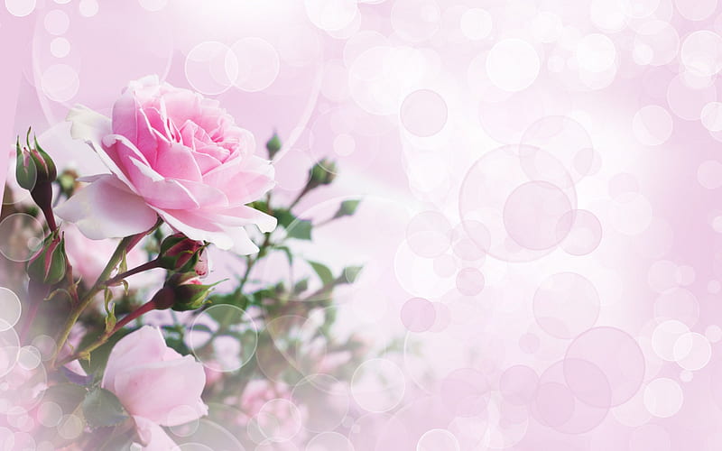 *** Pink rose ***, rose, flower, flowers, nature, pink, HD wallpaper