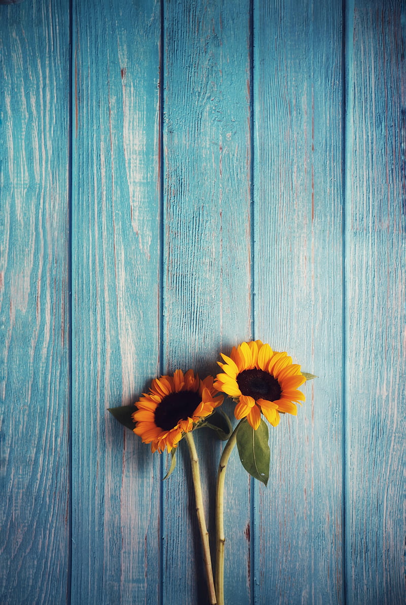 flowers, sunflowers, wooden, texture, HD phone wallpaper
