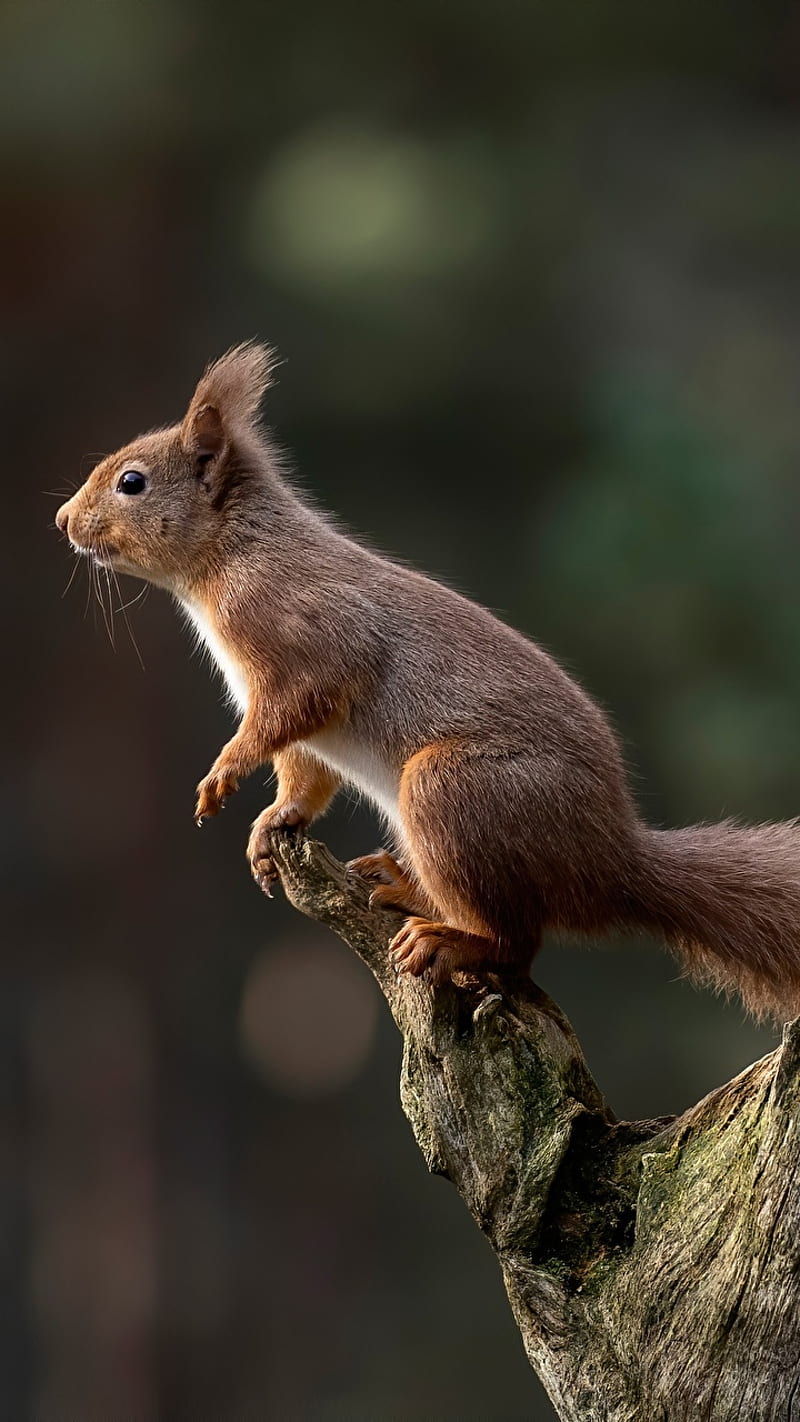 Squirrel in wildlife, animals, cute, wild, HD phone wallpaper