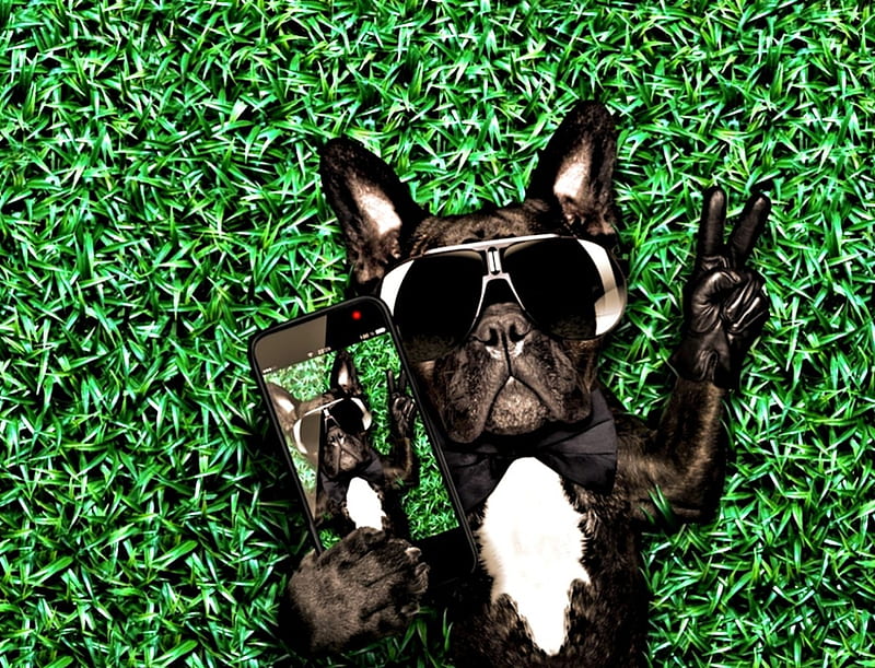 Cool Selfie Dog, Handy, cool, Dog, Selfie, HD wallpaper