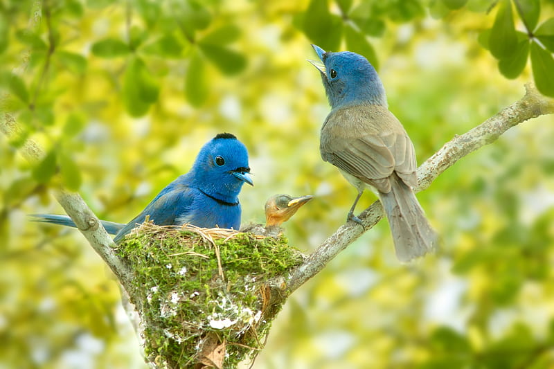 Birds, family, bird, green, nest, pasare, baby, couple, blue, HD ...