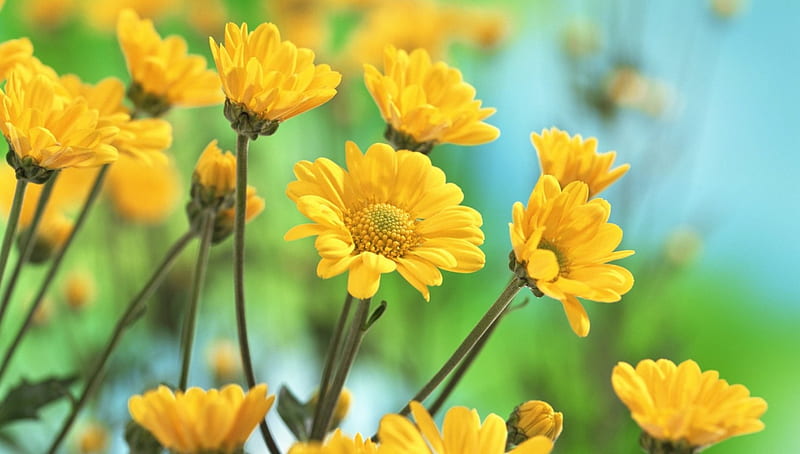 Nice Flowers, Garden, Field, Yellow Flowers, Flowers, HD wallpaper | Peakpx