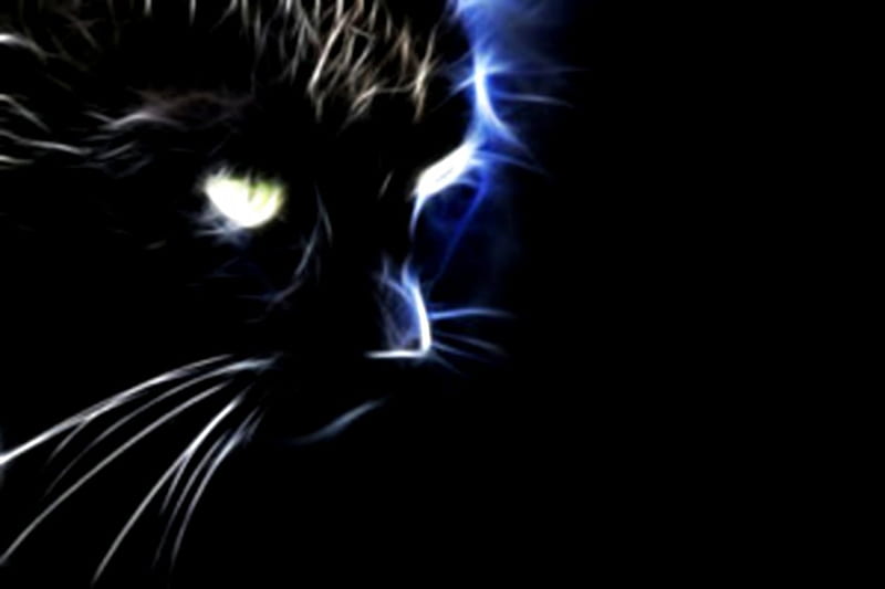 Cat, bright, eyes, glowing, darkness, HD wallpaper | Peakpx