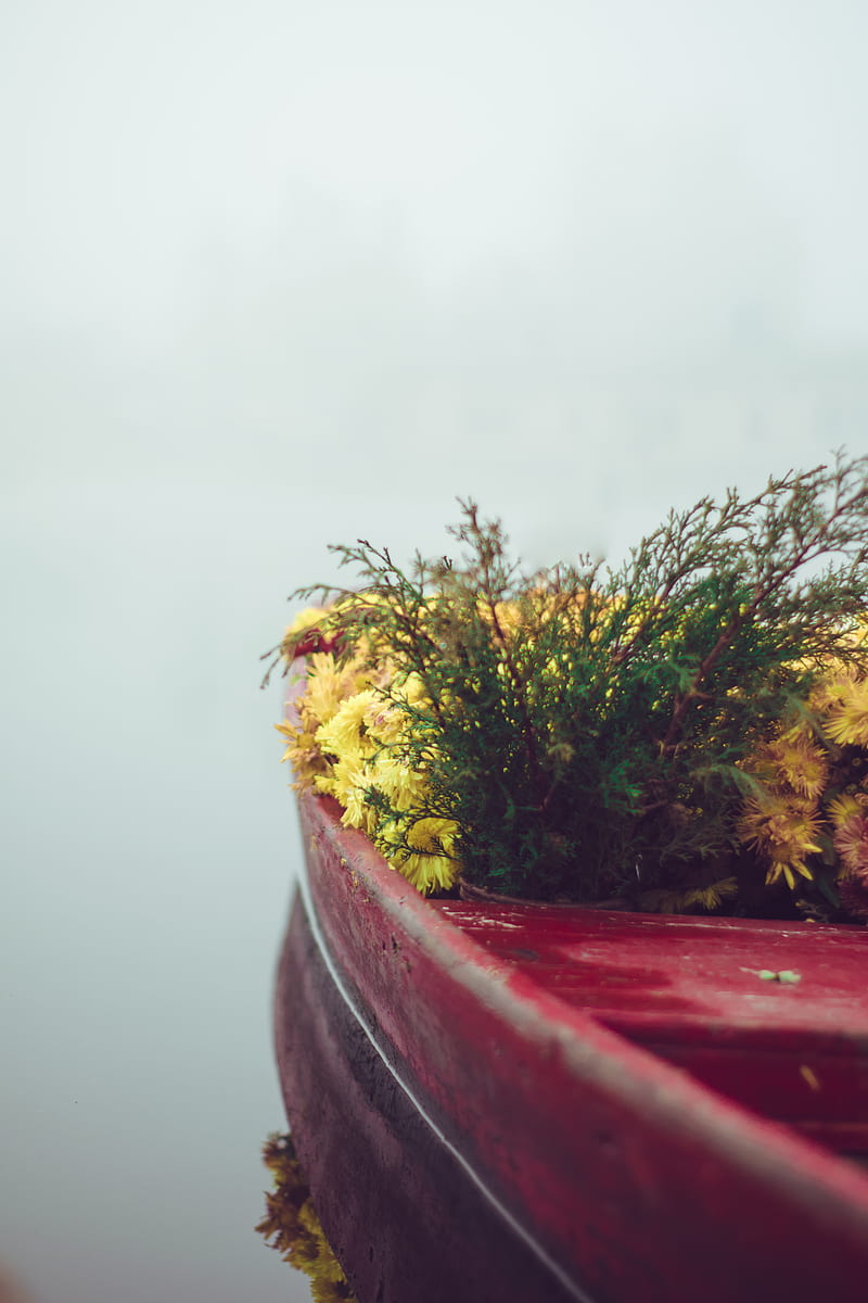 boat, flowers, fog, tenderness, minimalism, HD phone wallpaper