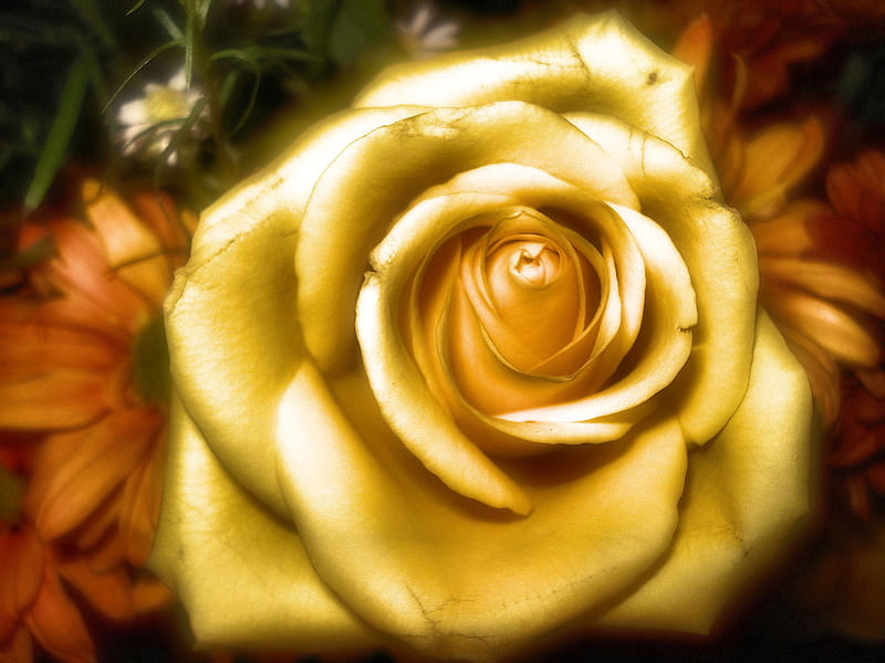 Golden Rose, wet, background, highlights, drops, lovingly, nice, gold, multicolor, love, worldwide, bright, flowers, homage, celebrated, february 14, brightness, macro, heart, garden, white, daisy, international womens day, world, ambar, bonito, seasons, woman, double, leaves, pistils, green, whirlpool, amber, arrangement, beije, couple, night, maroon, roses, march 8, dark, nature, pc, scene, pretty, orange, yellow, dusk, tea, women, sweet, lightness, close-up, beauty, international, romance, cena, golden, celebration, wealth, black, gift, cool, crazy, reconcilement, droplets, awesome, great, hop, tribute, fullscreen, colorful, congratulations, brown, rose, affair, gourgeous, graphy, blossom, symbol, romace, effects, light, amazing, multi-coloured, colors, dew, delicate, blood, delicacy, leaf, daisies, swirl, disposition, plants, petals, colours, natural, cream, HD wallpaper