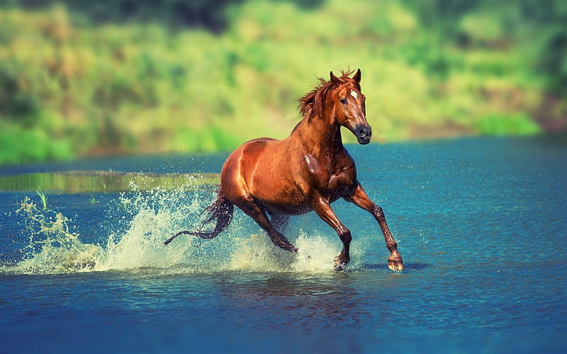 brown horse, river, summer, running horse, wildlife, HD wallpaper