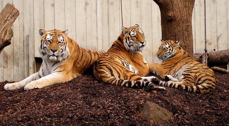 Tiger Trio, large, trio, striped, golden, tiger, cats, HD wallpaper