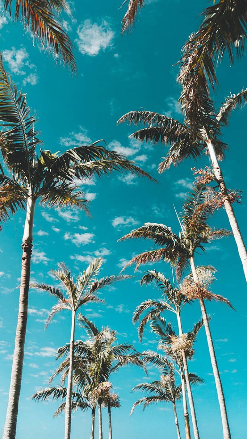 palm trees iPhone Wallpapers Free Download