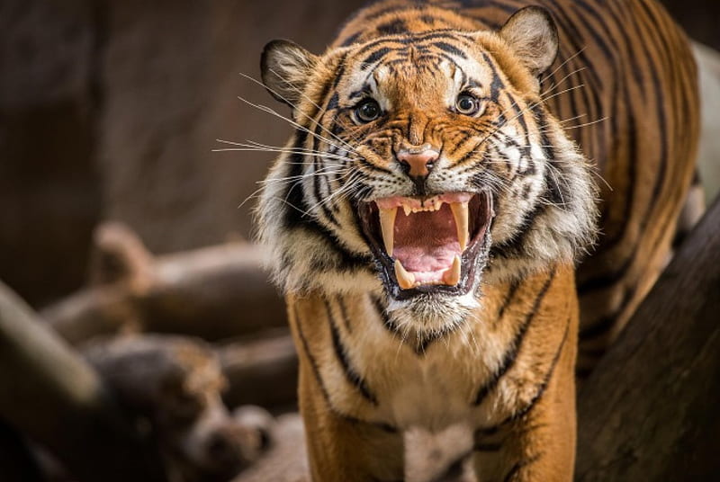Angry Tiger, predator, roaring, cat, teeth, HD wallpaper