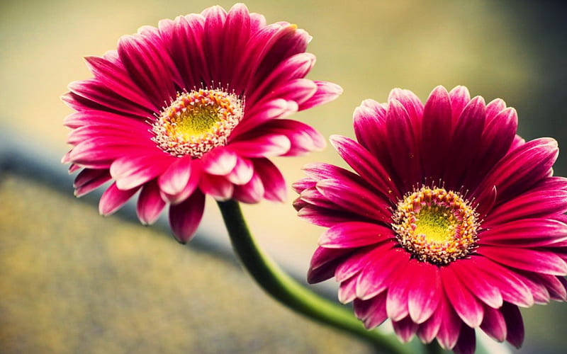 daisy, flower, up close, daysi, pink, HD wallpaper