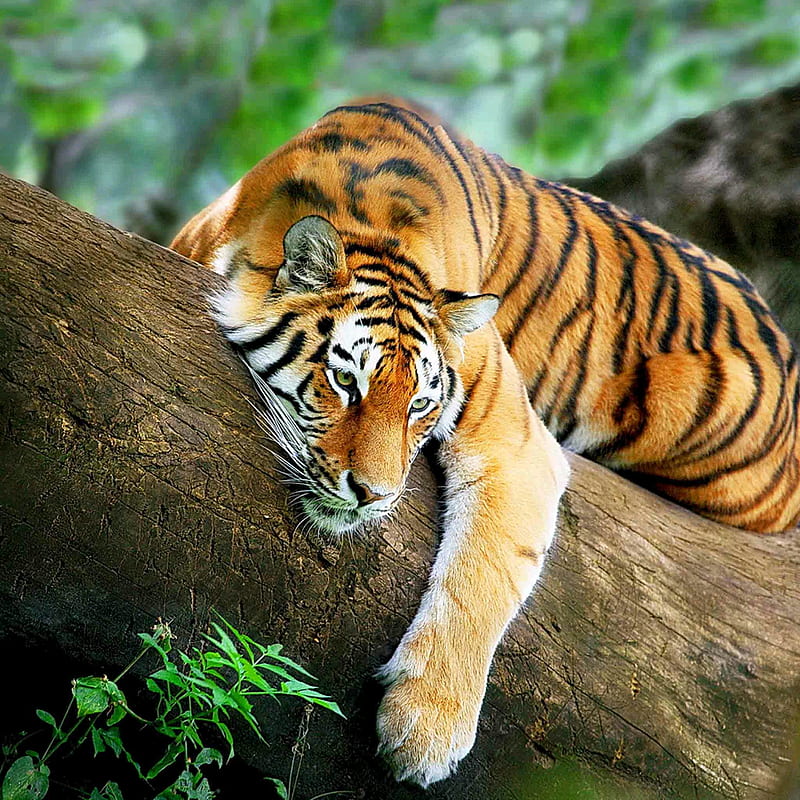 lazy day, tiger, HD phone wallpaper