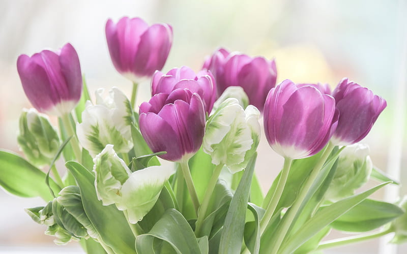 purple tulips, spring bouquet, purple flowers, tulips, spring, HD wallpaper