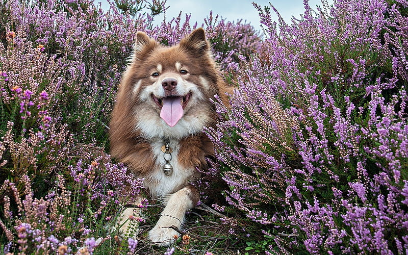 Finnish Lapphund, lavender, pets, dogs, brown finnish lapphund, cute dog, Finnish Lapphund Dog, HD wallpaper