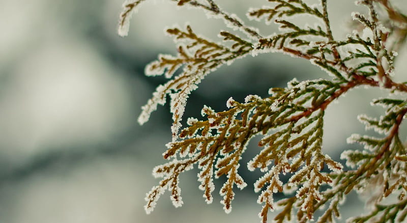 Cypress branch, abstract, seasons, winter, graph, branch, frosty, snow macro, fir, nature, frozen, frost, HD wallpaper