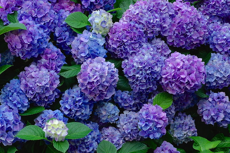 Hydrangeas, hydrangea, purple, green, texture, flower, summer, skin, blue, HD wallpaper