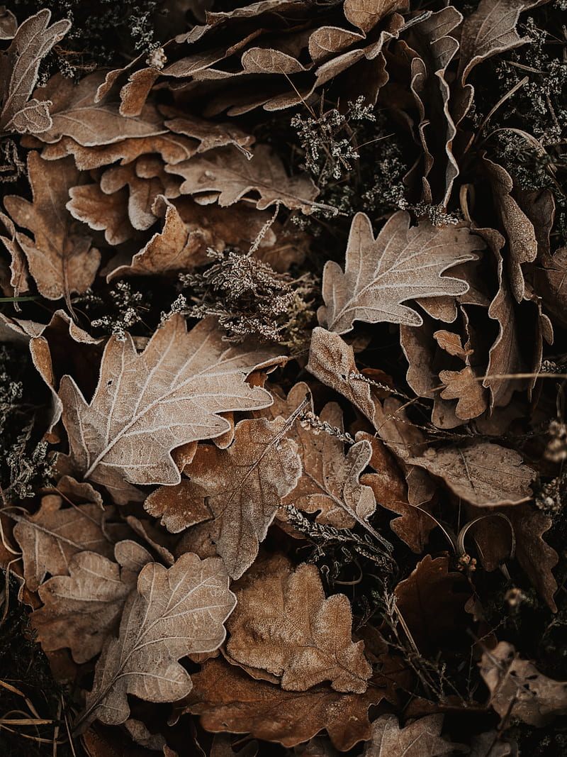leaves, oak, autumn, frost, fallen, HD phone wallpaper