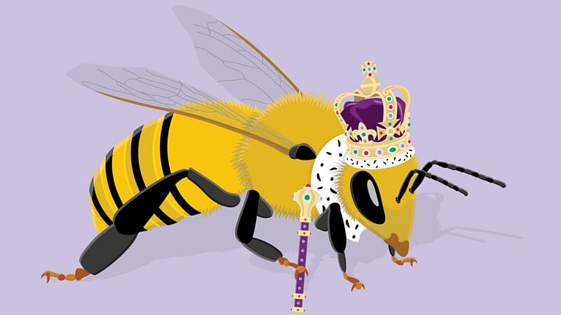 Queen Bee, cute, bees, funny, insects, HD wallpaper