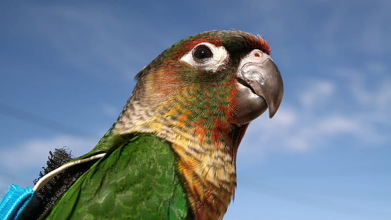 parrot, green ara, green macaw, HD wallpaper