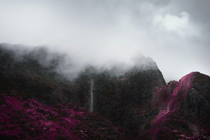 mountains, fog, clouds, trees, vegetation, landscape, HD wallpaper