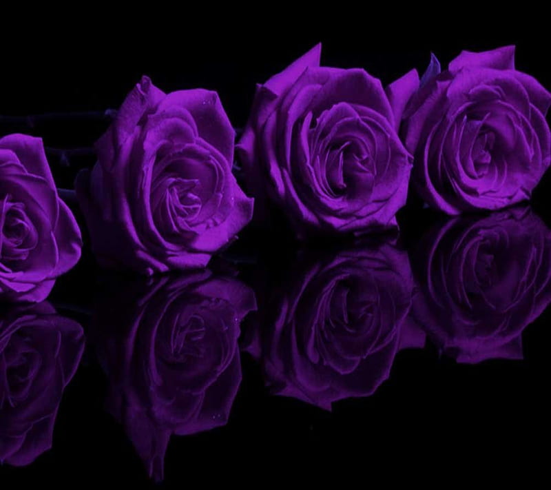 roses reflection, background, beauty, dark, good, lovely, nature, nice, purple, HD wallpaper