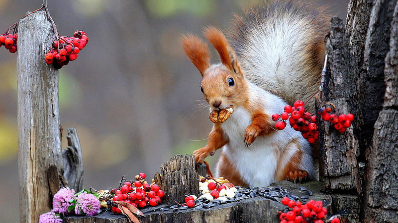 Eurasian Red Squirrel With White And Brown Squirrel, HD wallpaper