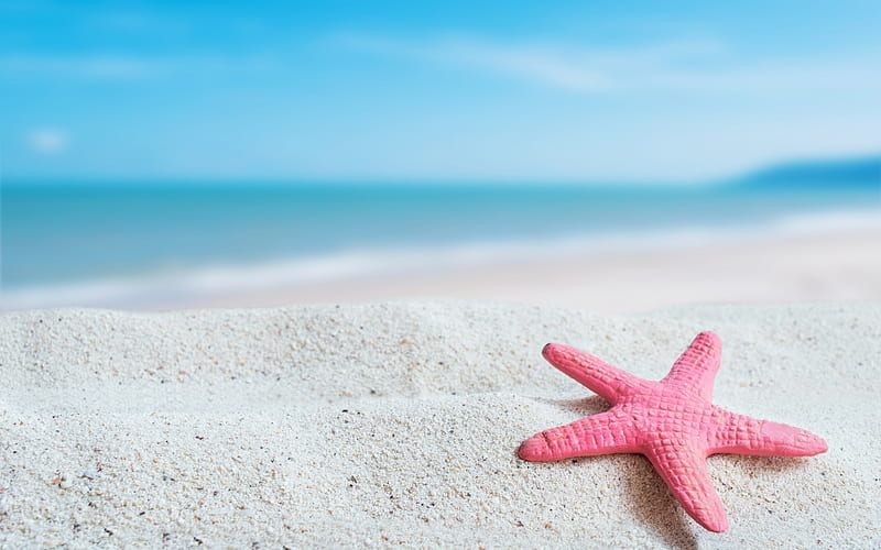 Pink starfish, beach, vara, sand, summer, pink, starfish, blue, sea, HD wallpaper