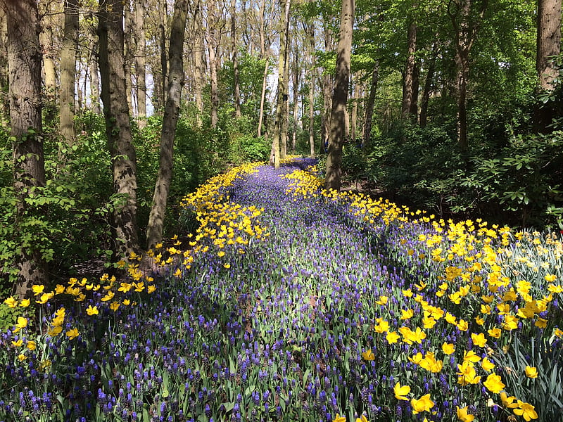 Yellow flowers and lavender flowers, HD wallpaper | Peakpx