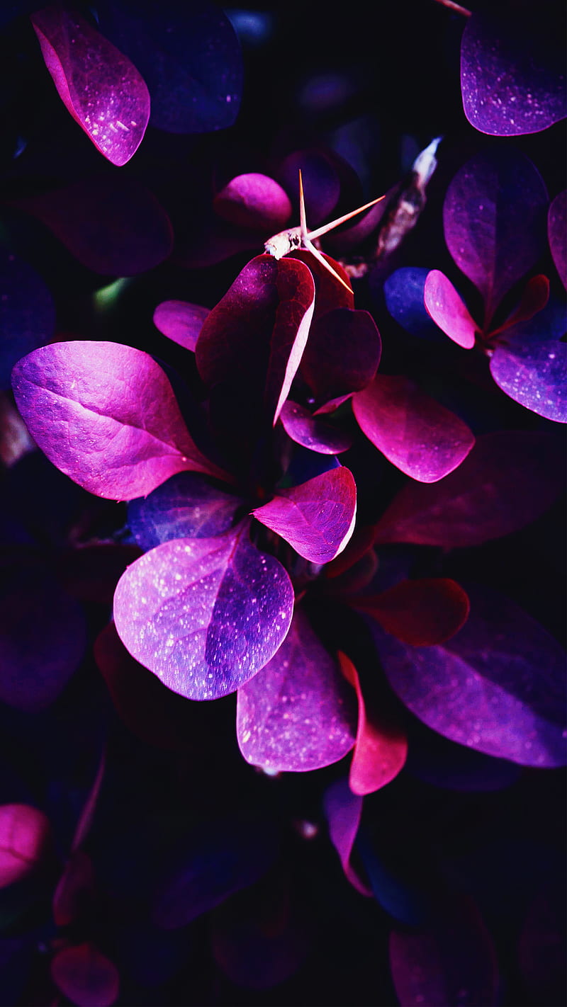 Purple Magic, 19, dark, dark purple, dark , dust, flower, flowery, natural, nature, plant, spring, HD phone wallpaper