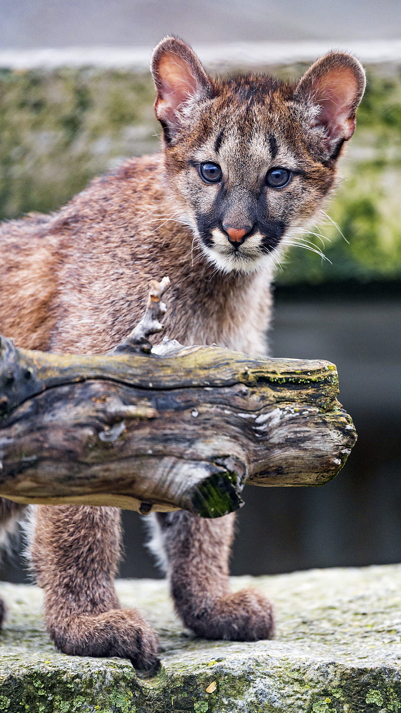 cougar, cub, cute, look, HD phone wallpaper