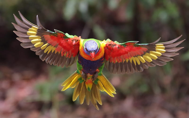 Parrot, red, colorful, wings, pasare, yellow, bird, papagal, flying, HD wallpaper