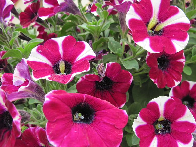 peppermint petunias 30, red, green, flowers, graphy, white, petunias, HD wallpaper