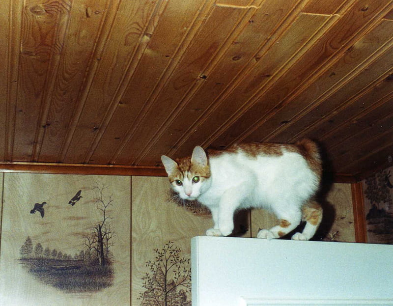 Cat on a door, japanese bobtail, frisky, stalking, cat, HD wallpaper
