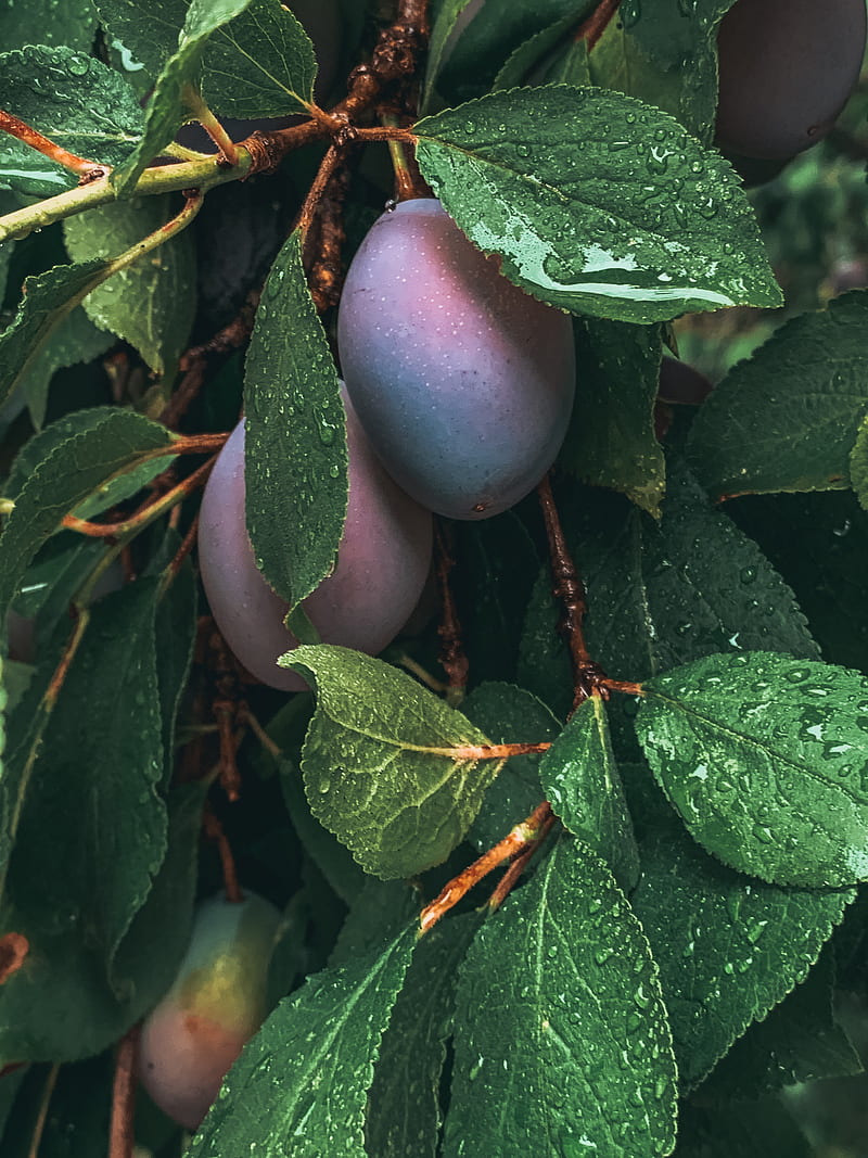 plum, fruit, leaves, wet, drops, HD phone wallpaper