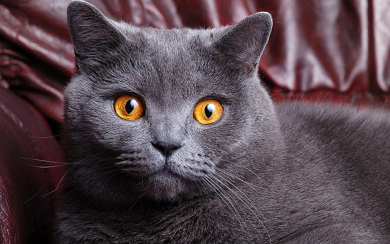 British Shorthair muzzle, gray cat, cute animals, cats, domestic cat, British Shorthair Cat, HD wallpaper