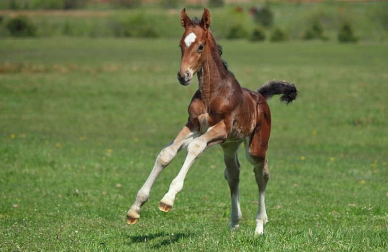 LEARNING TO RUN, cute, foal, run, babyhorse, animal, HD wallpaper