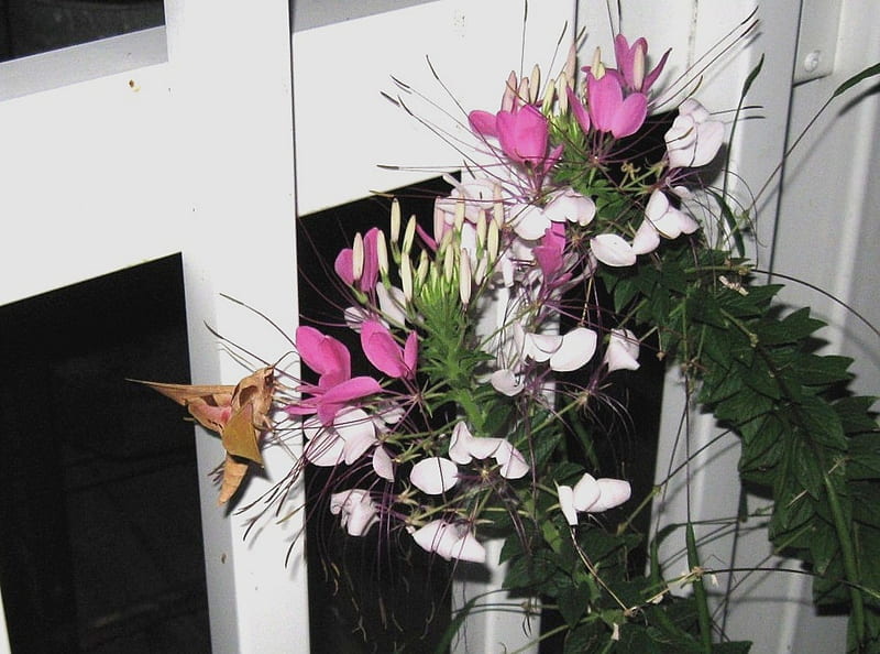 Sphinx Moth, flowers, nature, moths, butterfly, HD wallpaper