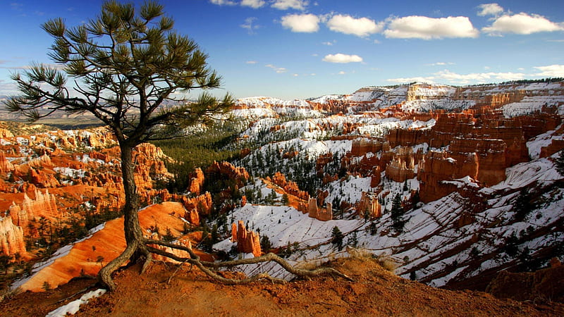 beautiful bryce canyon in winter, pillars, tree, canyon, winter, HD wallpaper
