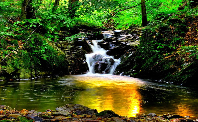 THE GOLDEN WATER, forest, stream, nature, pool, waterfalls, HD ...