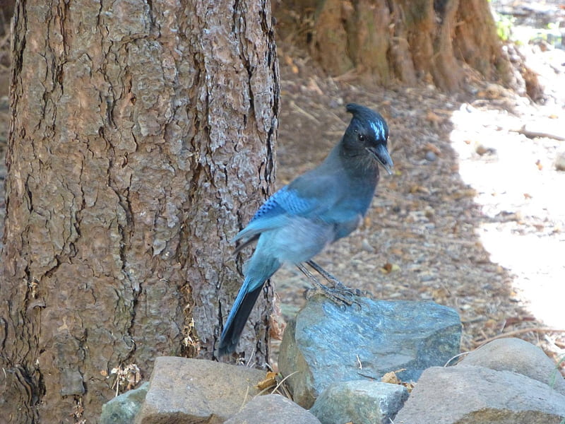 Stellar Jay, in, bird, blue, shade, HD wallpaper | Peakpx
