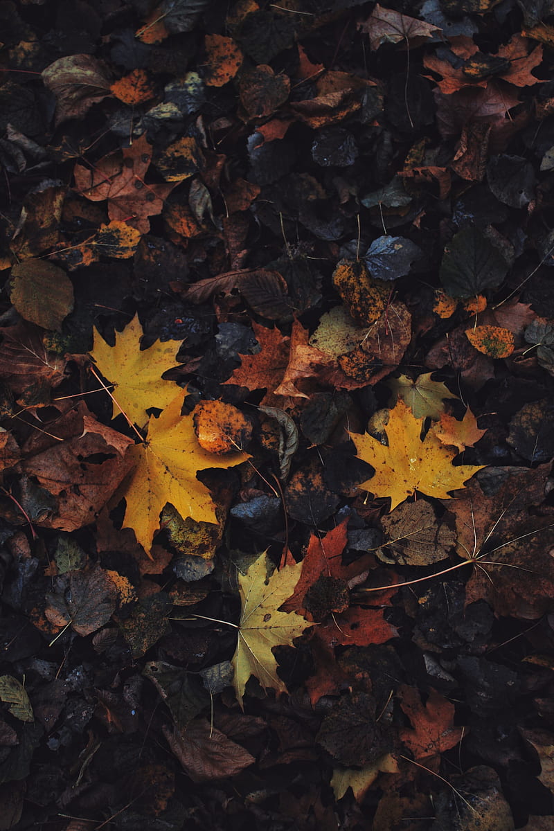 leaves, maple leaf, autumn, HD phone wallpaper