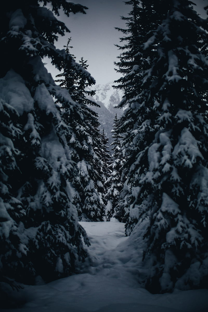 winter, trees, passage, snowy, HD phone wallpaper