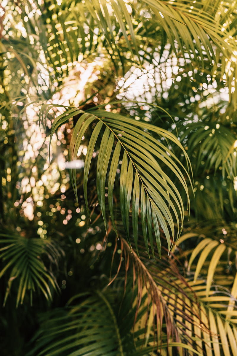 palm, branches, plant, green, HD phone wallpaper